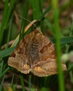 Doublure jaune Euclidia glyphica.JPG