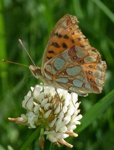 Petit nacré  Issoria lathonia.JPG
