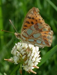 Petit nacré  Issoria lathonia.JPG