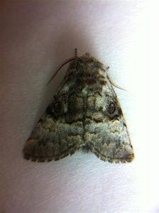 Colocasia coryli male, émergence 30-05-11 (Large).jpg