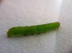 Orthosia incerta 30mm prénymphose 28-05-11 2 (Large).jpg