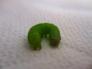 Orthosia incerta 30mm prénymphose 28-05-11 3 (Large).jpg