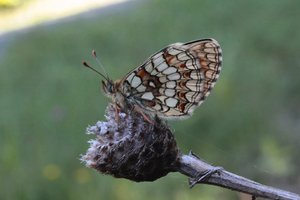 Melitaea athalia-485DxO.jpg