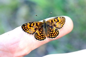 Melitaea athalia-0491.jpg