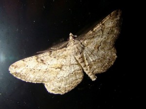 Peribatodes rhomboidaria-2.JPG