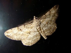 Peribatodes rhomboidaria-2.JPG