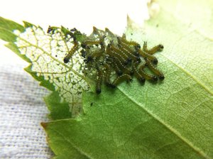 Phalera bucephala 03-06-11 (Large).jpg