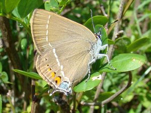 Satyrium Spini (La Thécla des Nerpruns) Lycaenidae.JPG