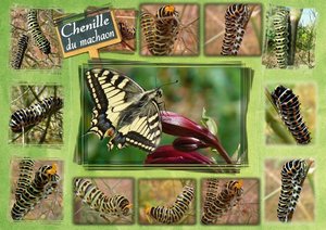 chenille_machaon.jpg