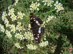 Azuritis reducta (Sylvain azuré) Nymphalidae.JPG