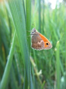 Coenonympha pamphilus, RB 03-06-11 (Custom).jpg