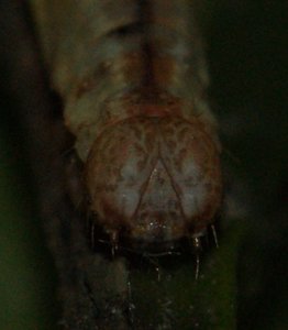 Eulithis populata sur myrtille tête 2011.06.07 (9p).jpg
