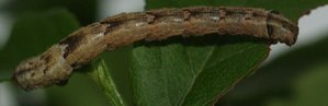 Eulithis populata sur myrtille 2011.06.07 (2p).jpg