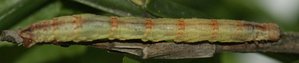 Eulithis populata sur myrtille 2011.06.07 (8p).jpg