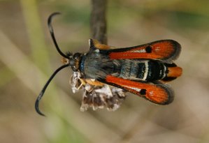 Sesiidae Pyropteron chrysidiforme Vanosc pré pont 2011.06.03 (2p).jpg