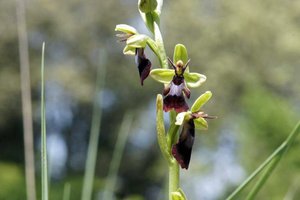 Ophrys insectifera Lascours.jpg
