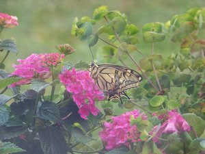 machaon08062011.jpg