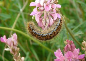 Livrée des près (Malacosoma castrensis) sur sainfoin - Vercors (1).jpg