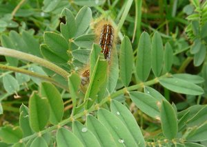 Livrée des près (Malacosoma castrensis) - Vercors - deuxième photo.jpg