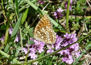 Mélitée noirâtre (Melitaea diamina) - Vercors - 2 - deuxième photo.jpg