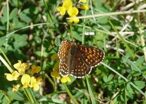 Mélitée noirâtre (Melitaea diamina) - Vercors - 1 - ailes déployées.jpg