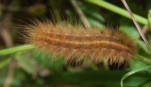 chenille de l'écaille cramoisie (wikipédia).jpg