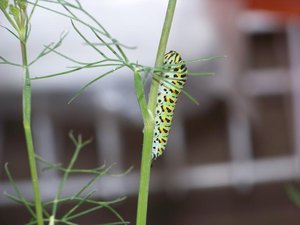 machaon18062011.jpg