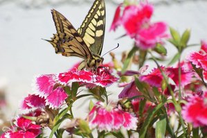 5) machaon ou grand porte-queue (03-05-2011).JPG