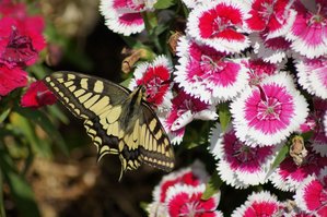 4) machaon ou grand porte-queue (03-05-2011).JPG