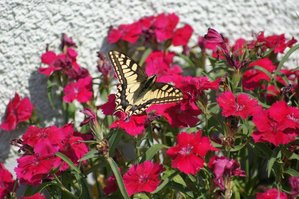 3) machaon ou grand porte-queue (03-05-2011).JPG