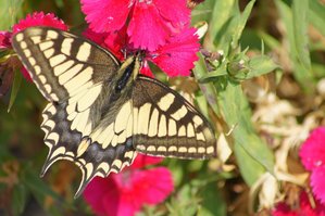 1) machaon ou grand porte-queue (03-05-2011).JPG