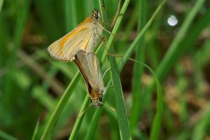 _ICT5063 Thymelicus sylvestris - Hespérie de la houque.jpg