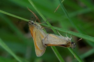 _ICT5065 Thymelicus sylvestris - Hespérie de la houque.jpg