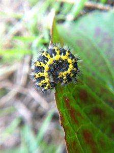 sur cornouiller,20mm, 50 Montchaton13-06-11 001 (Large).jpg