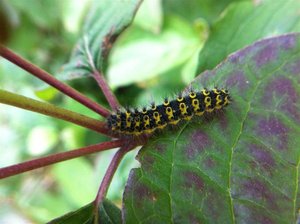 sur cornouiller,20mm, 50 Montchaton13-06-11 002 (Large).jpg