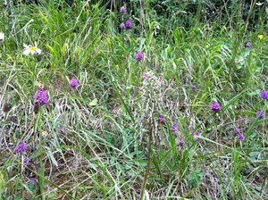 Talus fleuri, 50 Montchaton13-06-11 (Large).jpg