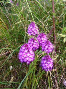 Orchis pyramidalis, 50 Montchaton 08-06-11 (Large).jpg