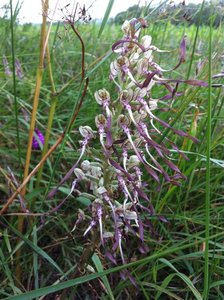 Himantoglossum hircinum, 50 Montchaton13-06-11 (Large).jpg