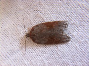 Acleris laterana, émergence le 26-06-11 001 (Large).jpg