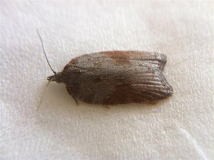 Acleris laterana, émergence le 26-06-11 002 (Large).jpg