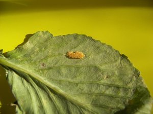 pieris-brassicae-oeufs26062011.jpg