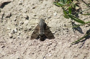 MORO SPHINX (3).JPG