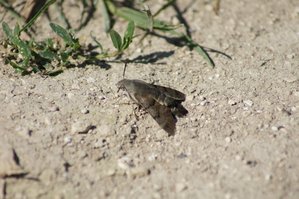 MORO SPHINX (macroglossum stellatarum).JPG