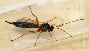 Ichneumon Apechthis compunctor.JPG