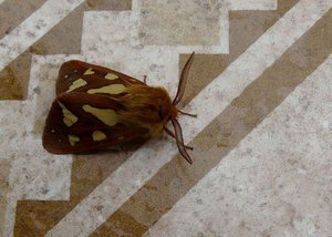 Photo 1 - Ecaille civique (Hyphoraia testudinaria) - Vercors.jpg