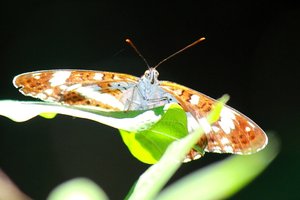papillon8.jpg