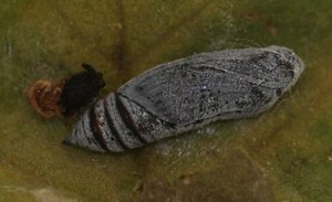 Vanosc chrysalide Carcharodus alceae sur rose trémière, mauve 2011.06.20 (p).jpg