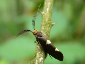 Incurvaria masculella.JPG