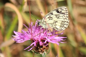 Melanargia galathea L. 1.jpg