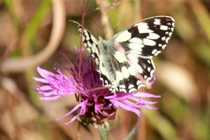 Melanargia galathea L.2.jpg